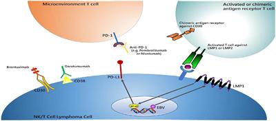 Novel Immunotherapy Options for Extranodal NK/T-Cell Lymphoma